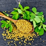 Fenugreek sprouts - Herb