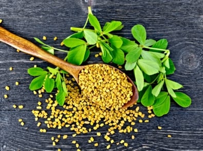 Fenugreek sprouts - Herb