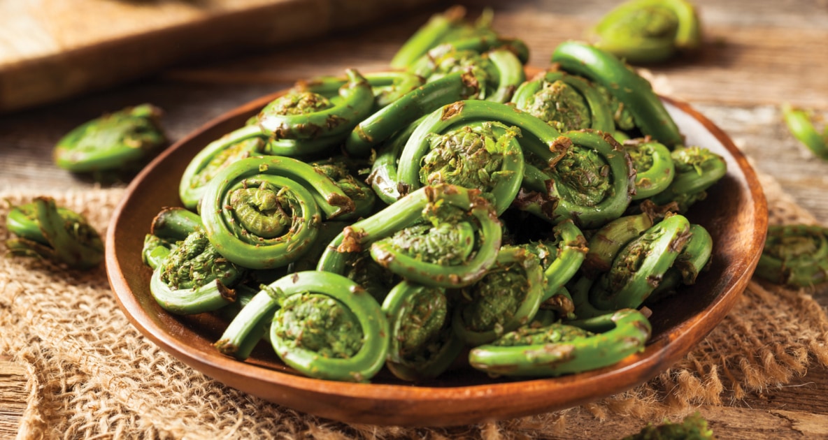 Ostrich Fern - Fiddlehead