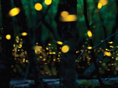 When Will The Fireflies Light Up Your Back Yard? featured image