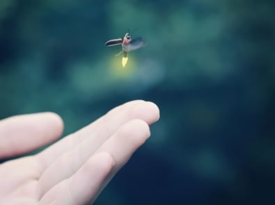 Are Fireflies Disappearing? featured image