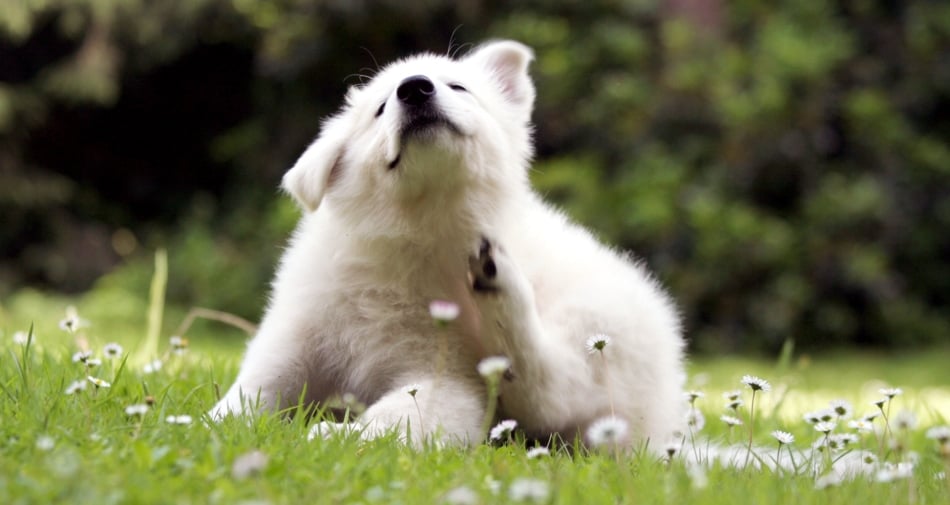 Dog - Puppy scratching outside in a flower bed