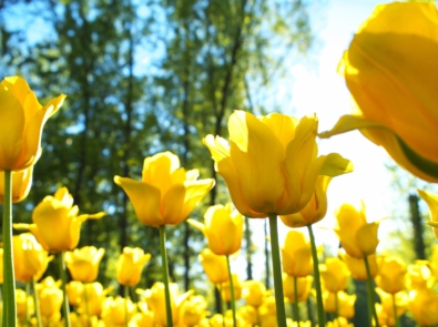 5 Fascinating Facts About Flowers featured image
