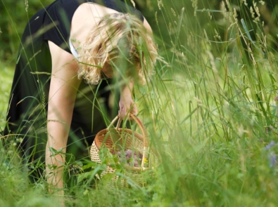 20 Wild Edible Plants featured image