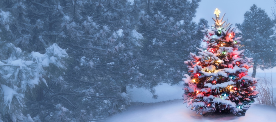 A tree outside with snow and lights on it.