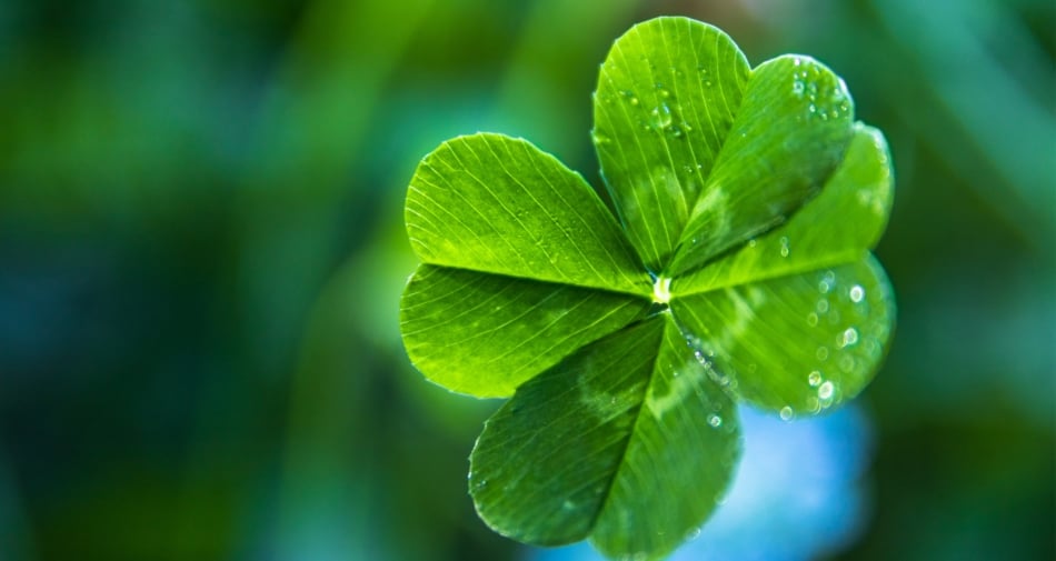 Four Leaf Clover Facts for St. Patrick's Day