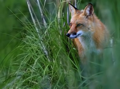 Red Fox: Facts and Tips For Keeping Them Away featured image