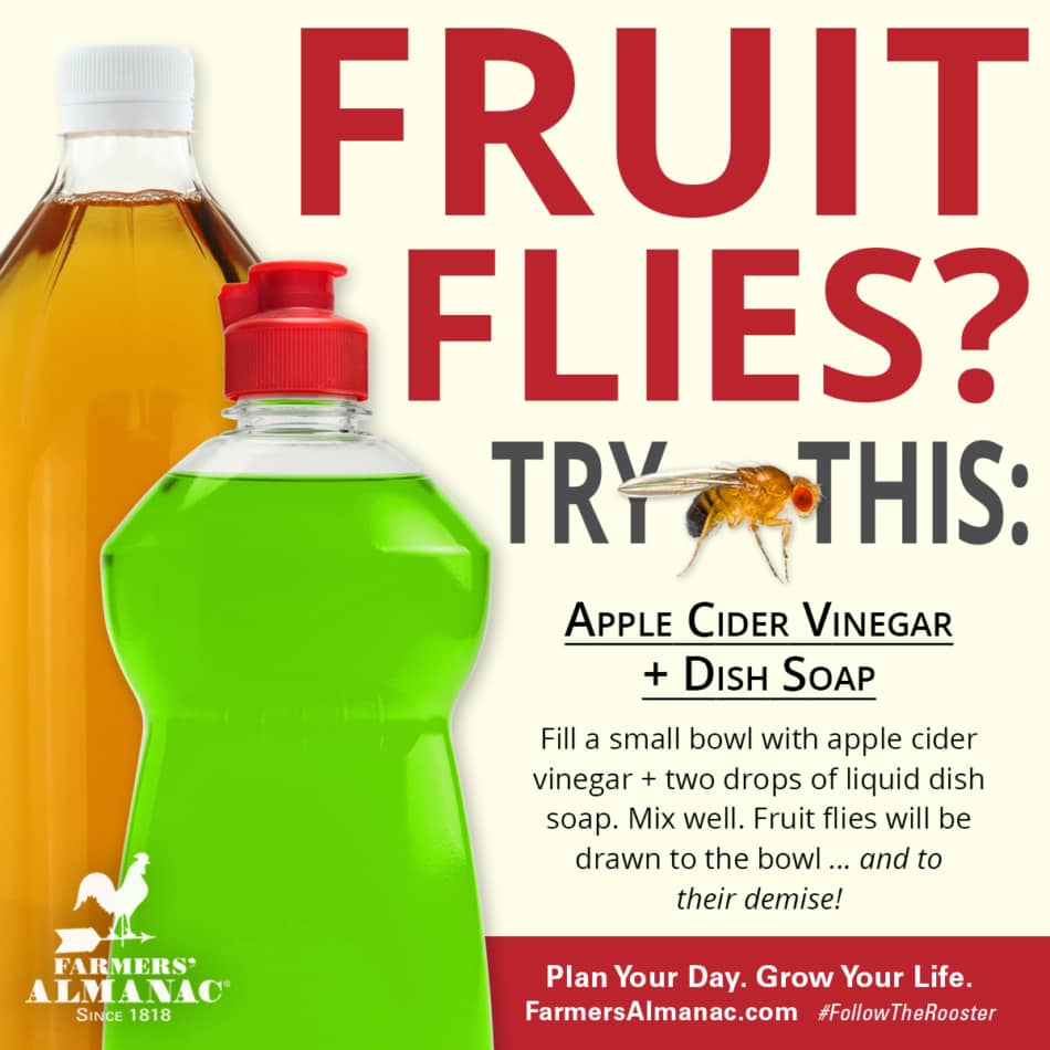 How to get rid of fruit flies DIY trap idea.