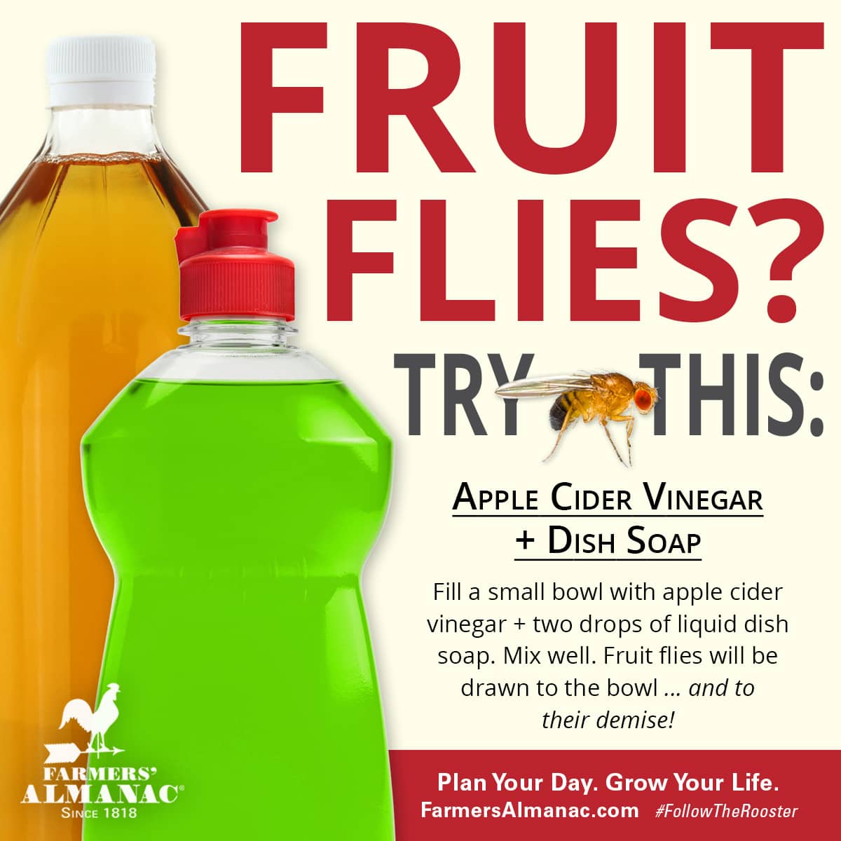 5 Best Diy Fruit Fly Traps Farmers