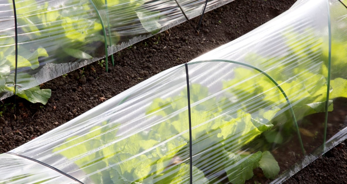 Polytunnel - Horticulture