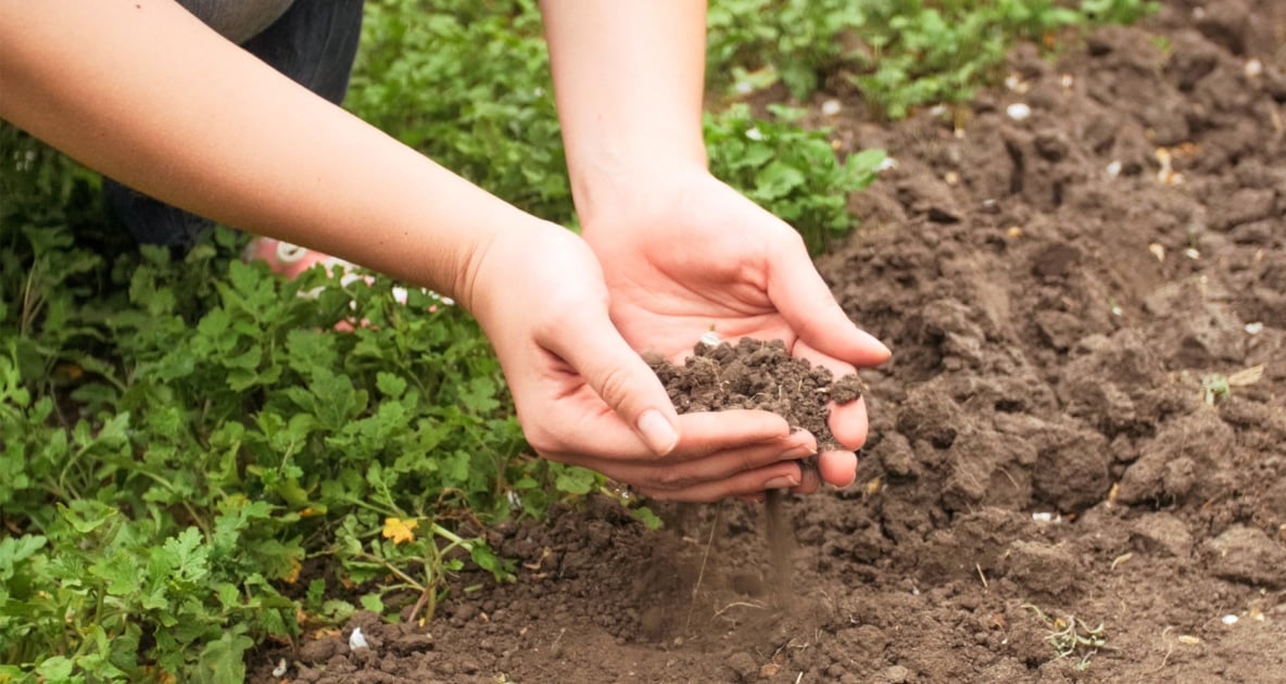 Garden - Gardening