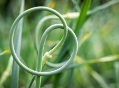 What The Heck Are Garlic Scapes? featured image