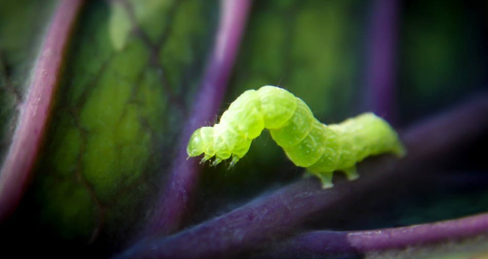 Cabbage Looper - Geometer moths