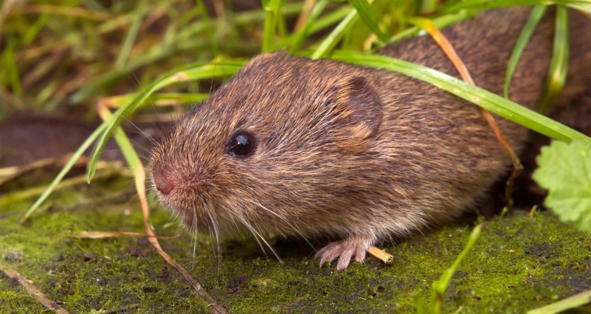 Field vole - Bank vole