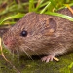 Field vole - Bank vole