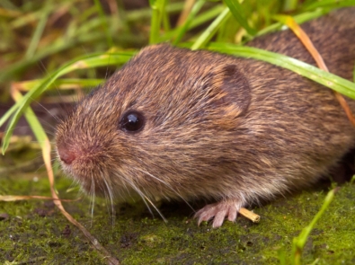 6 Things To Do Now To Prevent A Vole Infestation in the Spring featured image