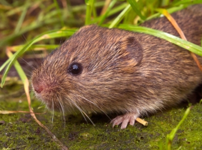 Field vole - Bank vole