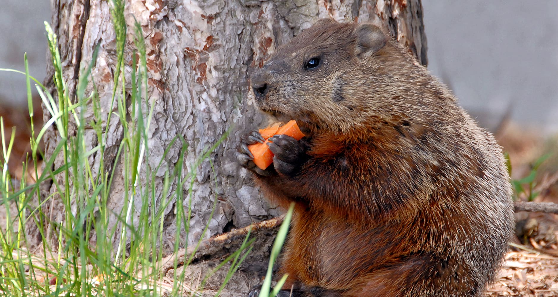 5 Natural Ways To Get Rid Of Groundhogs Without Harming Them