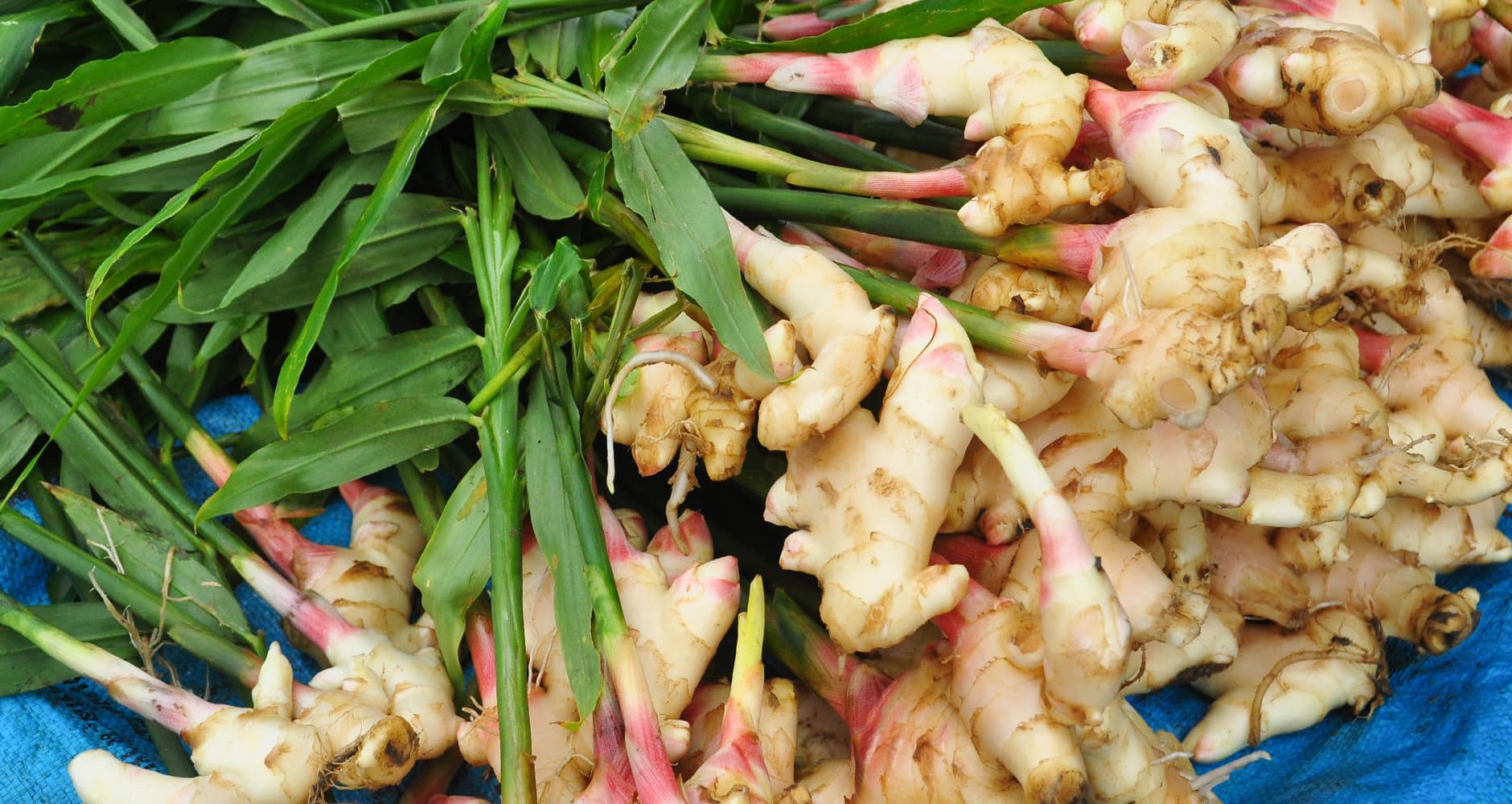 grow spices ginger root