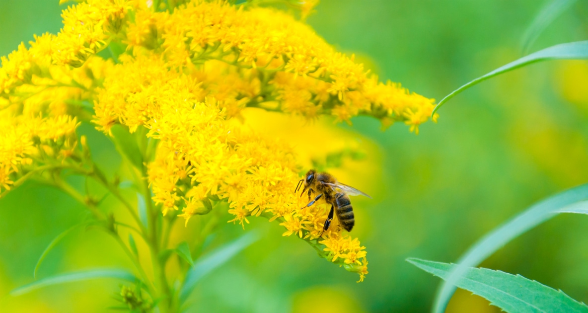 Bees - Stock photography