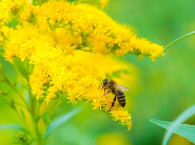 Sneezing? Don’t Blame Goldenrod! featured image