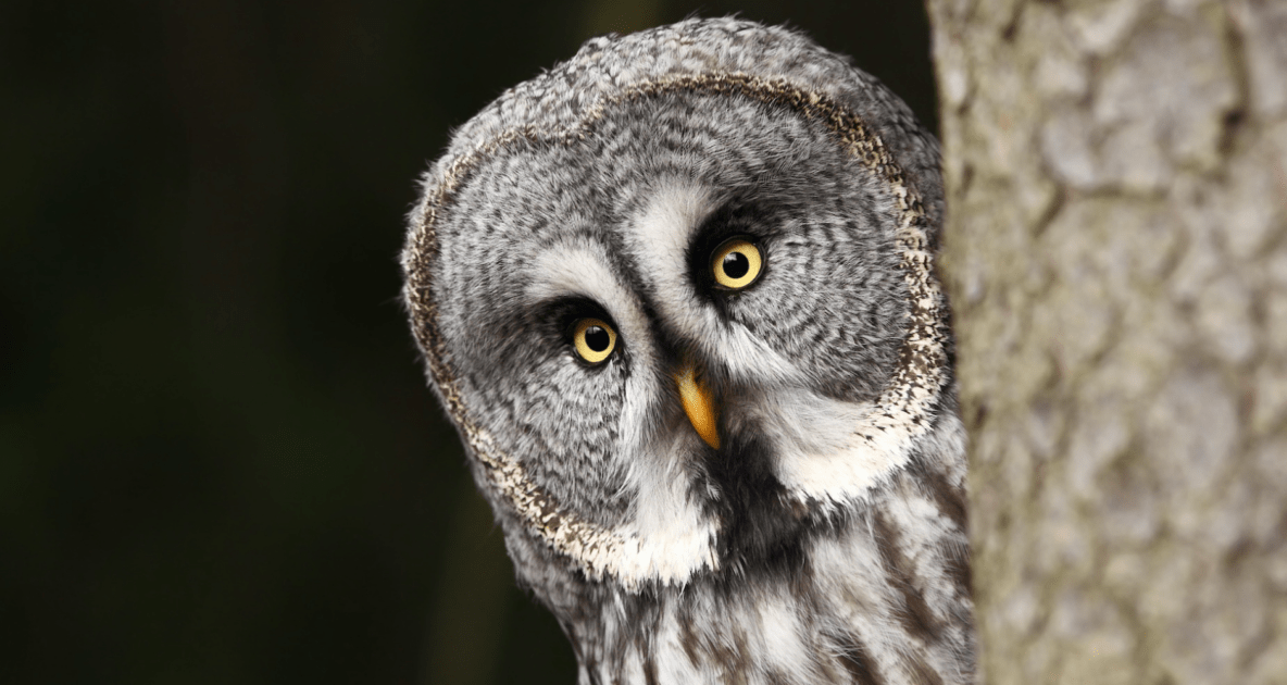 Great grey owl - Owls