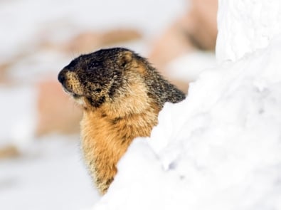 Groundhog peeking out over a mound of snow.
