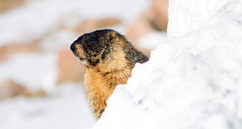Groundhog peeking out over a mound of snow.