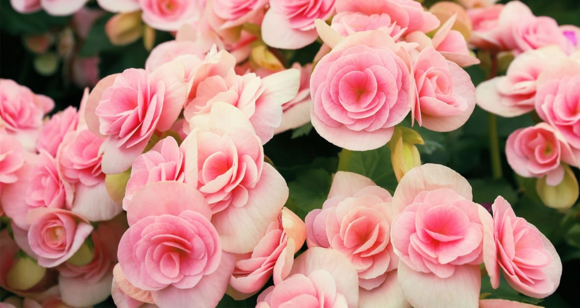 Garden roses - Flowering plant