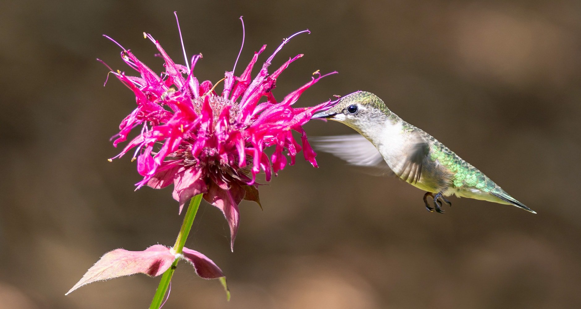 Hummingbird feeding on Bee Balm.