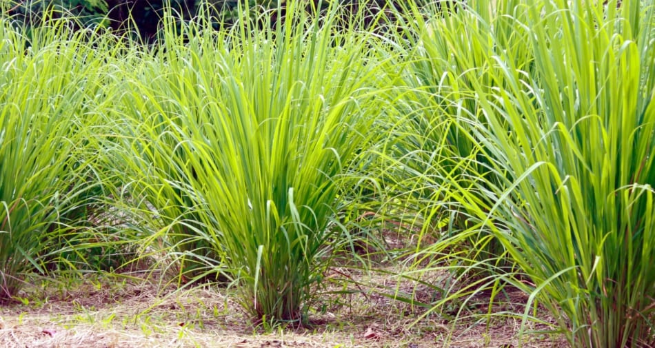 Cymbopogon flexuosus - Perennial plant