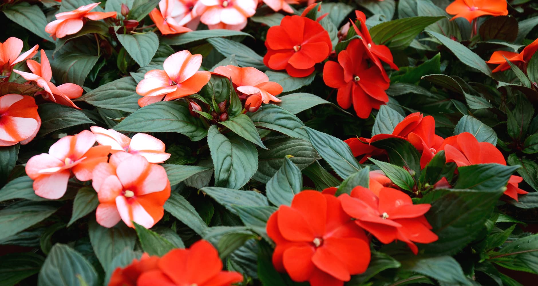 Flower - Flowering plant