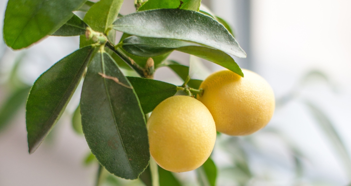 Lemon - Seed