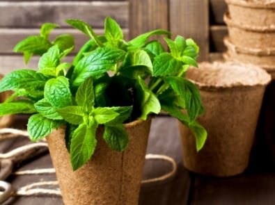 Medicinal Mint: A Refreshing Remedy featured image