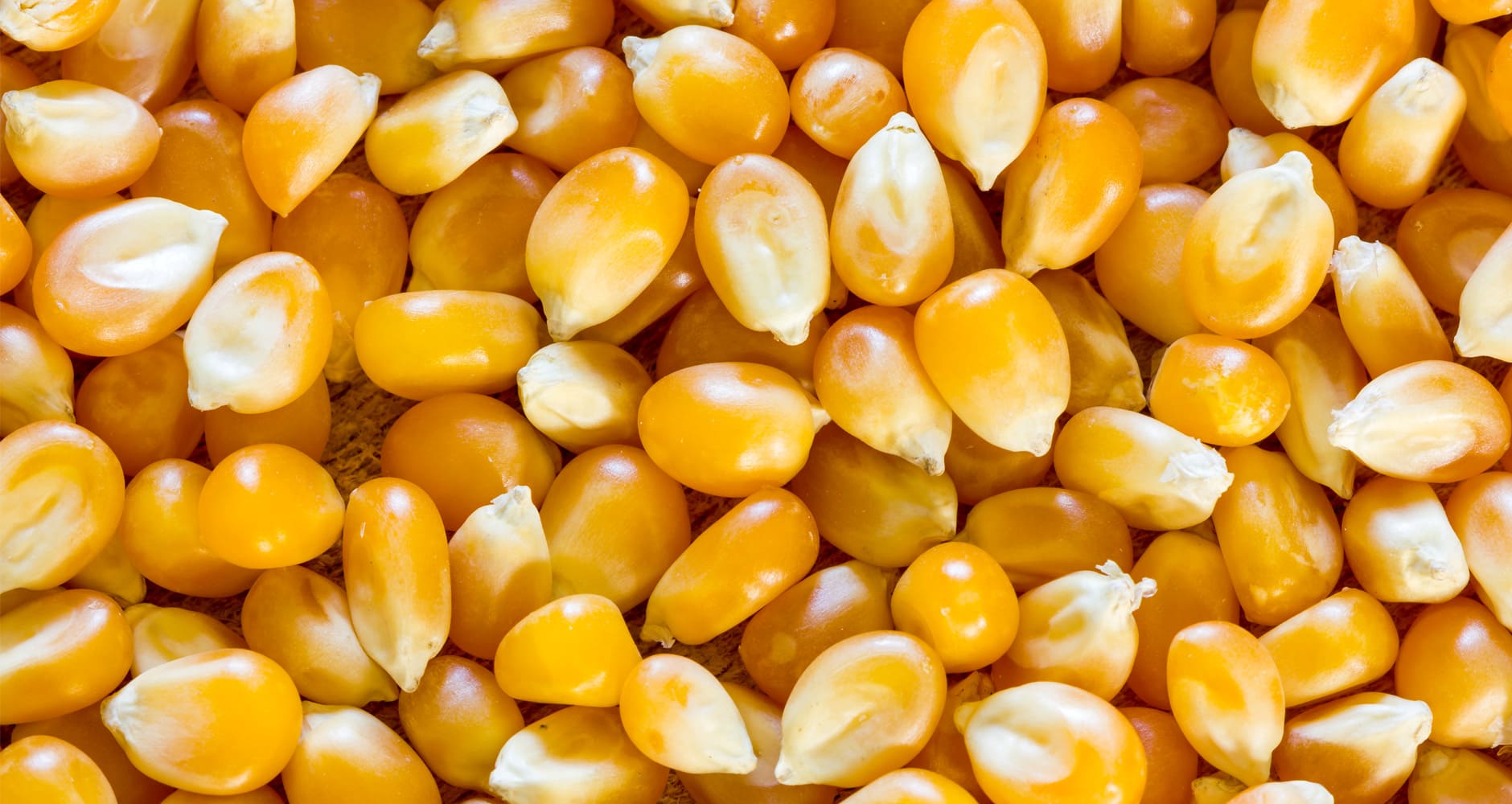 growing popcorn - image of popcorn kernels