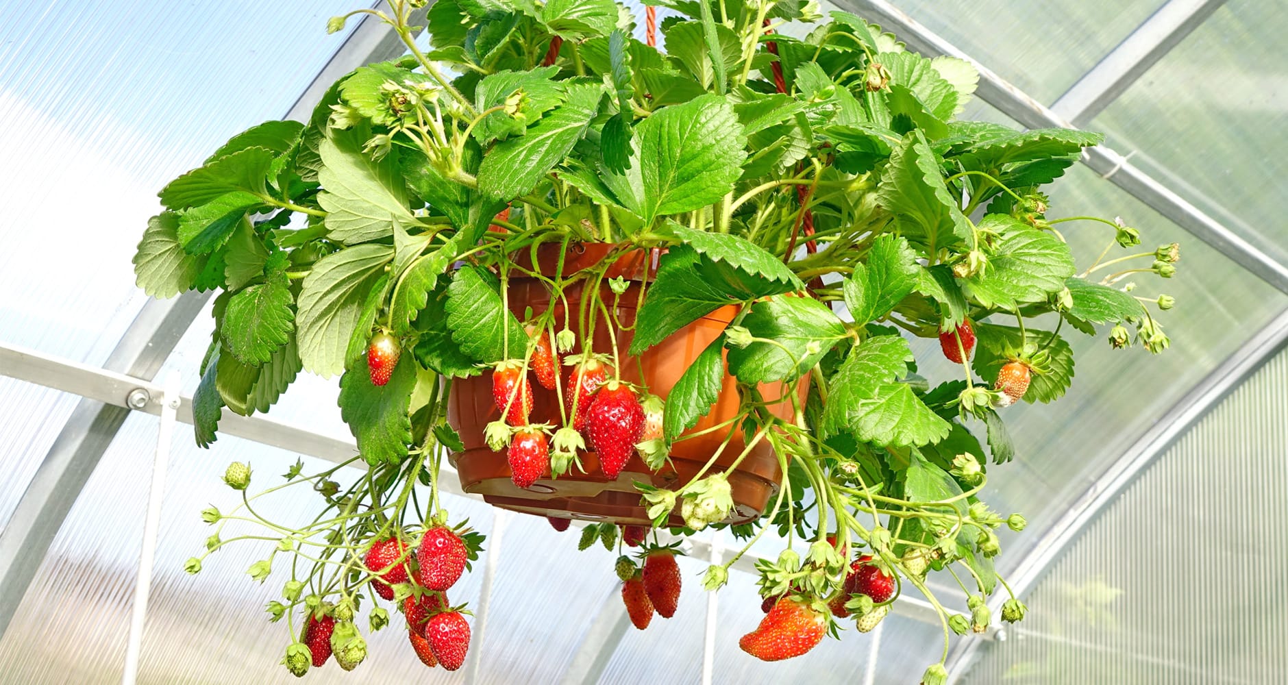 https://www.farmersalmanac.com/wp-content/uploads/2020/11/Grow-Strawberries-Hanging-Plant-Garden-A116092629.jpg
