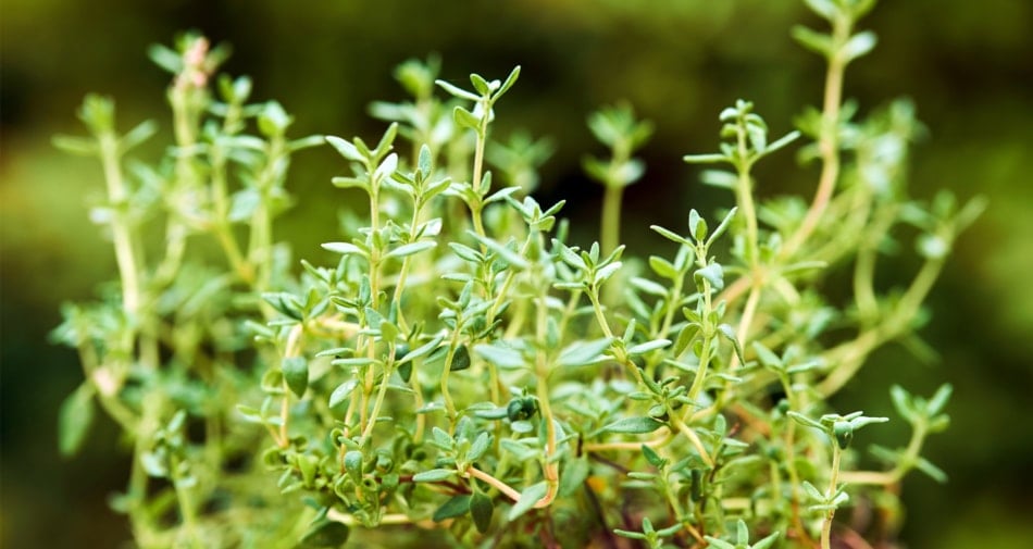 Herb - fresh Thyme