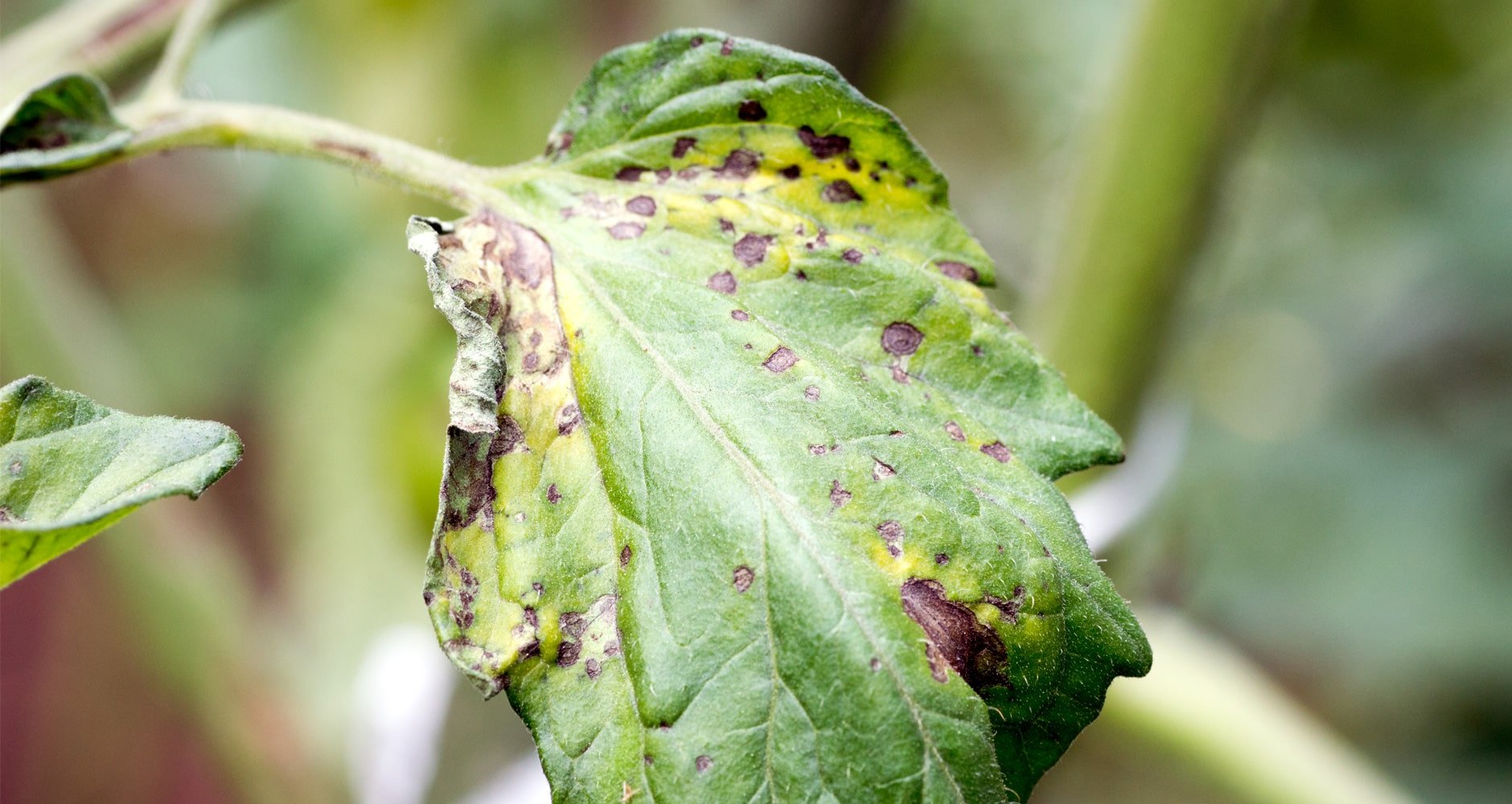 Tomato plant with early blight.
