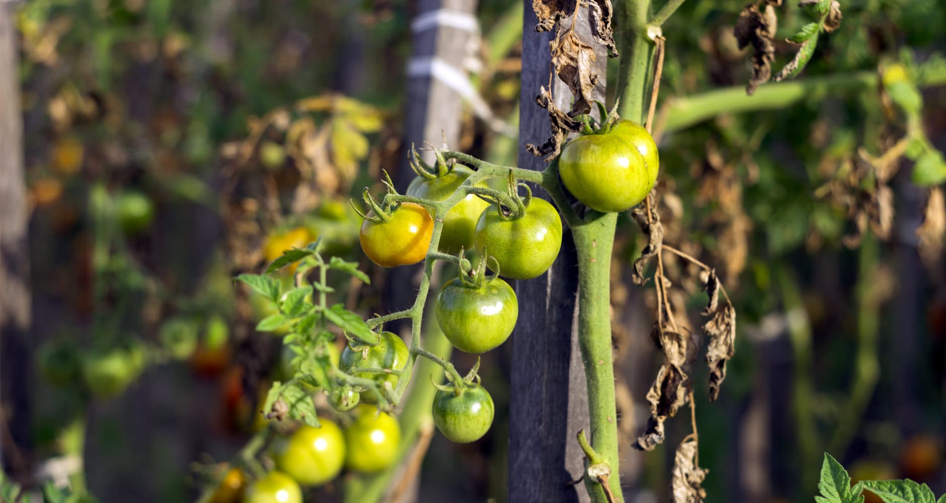 Poly Grow Bags- Black or White - Grow hemp, tomatoes, peppers, cucumbers,  etc (3, 6, 8 and 11 Gallon)