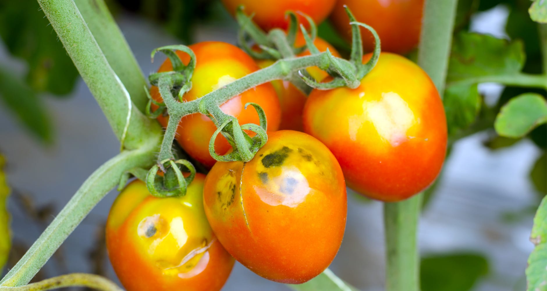Tomatoes with sun scald.