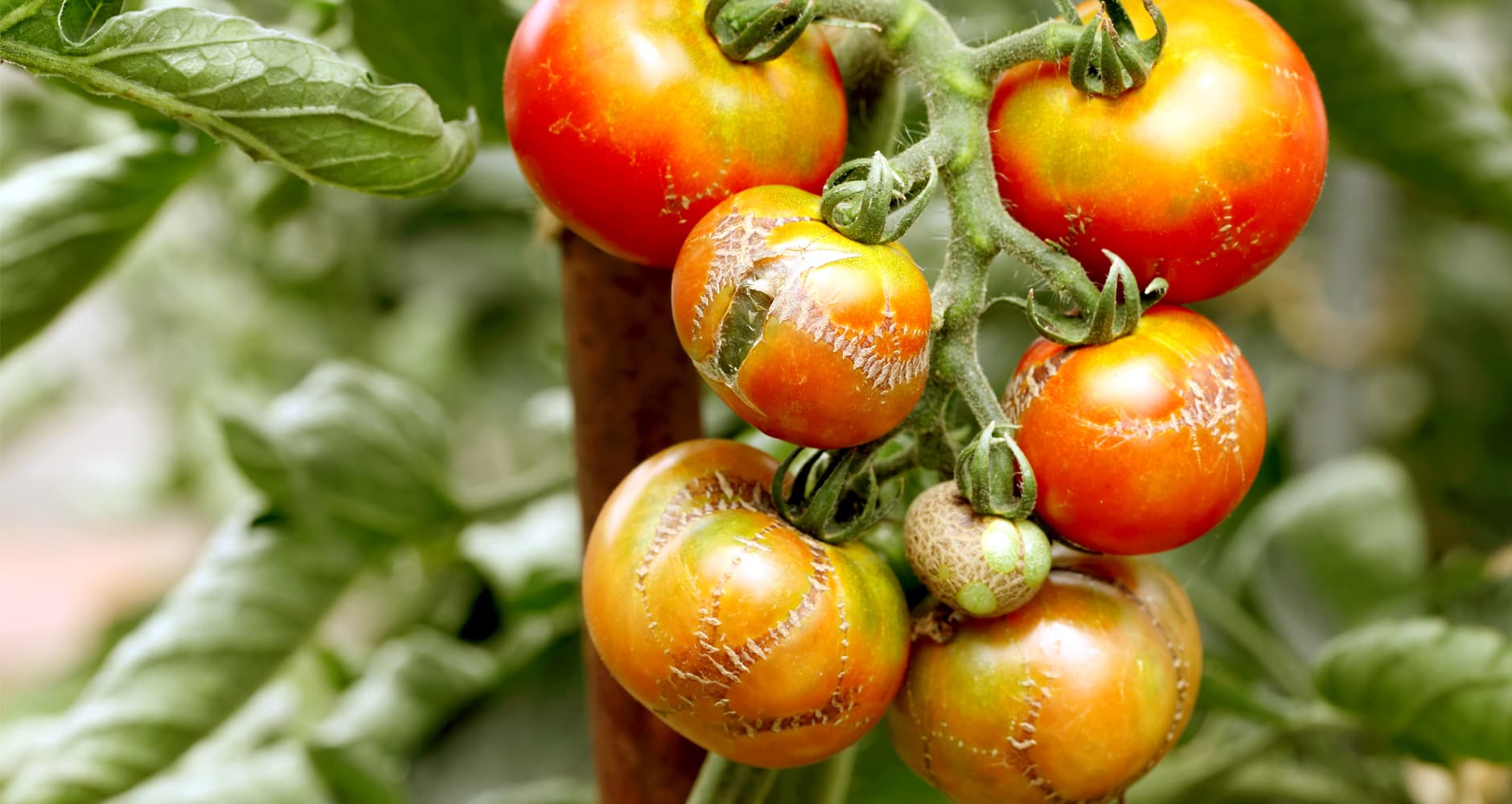 Tomatoes with viral disease.