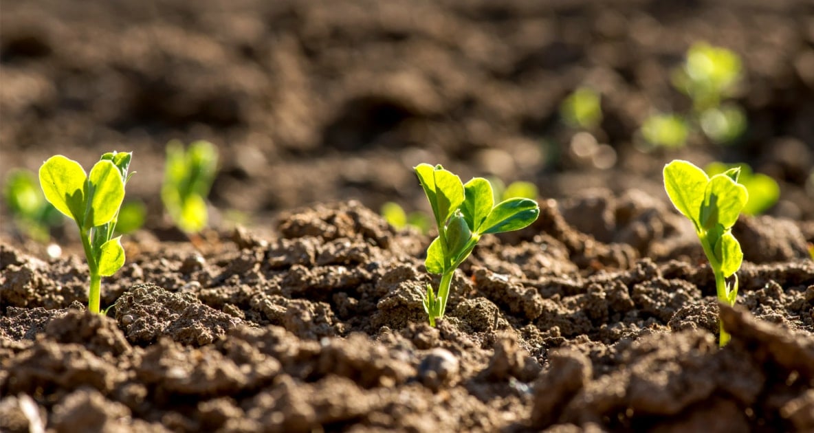 Seed - Stock photography