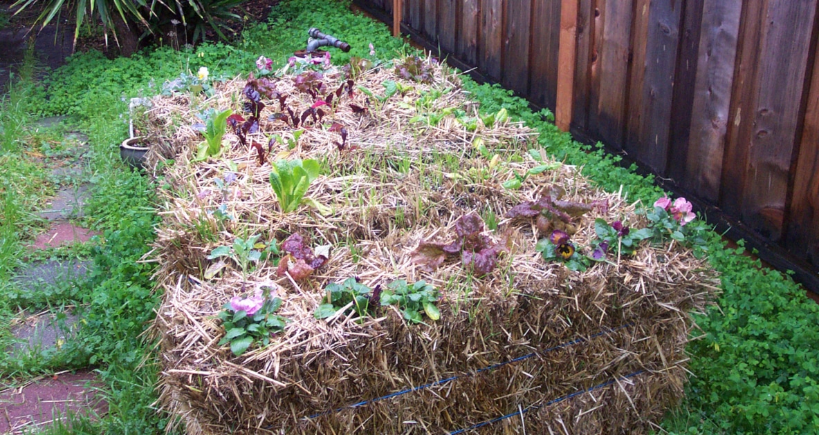 Straw Bale Gardening, Easy, Inexpensive, Accessible