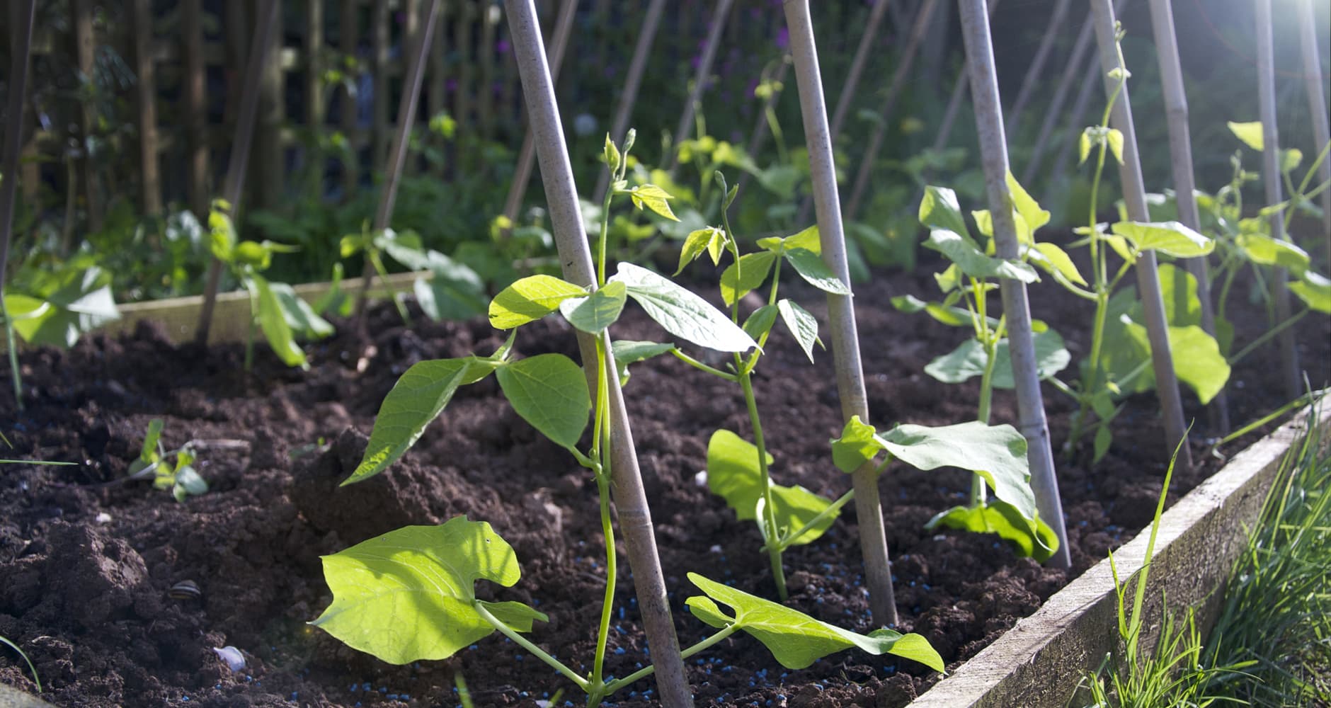 How to Save Seeds - Growing In The Garden