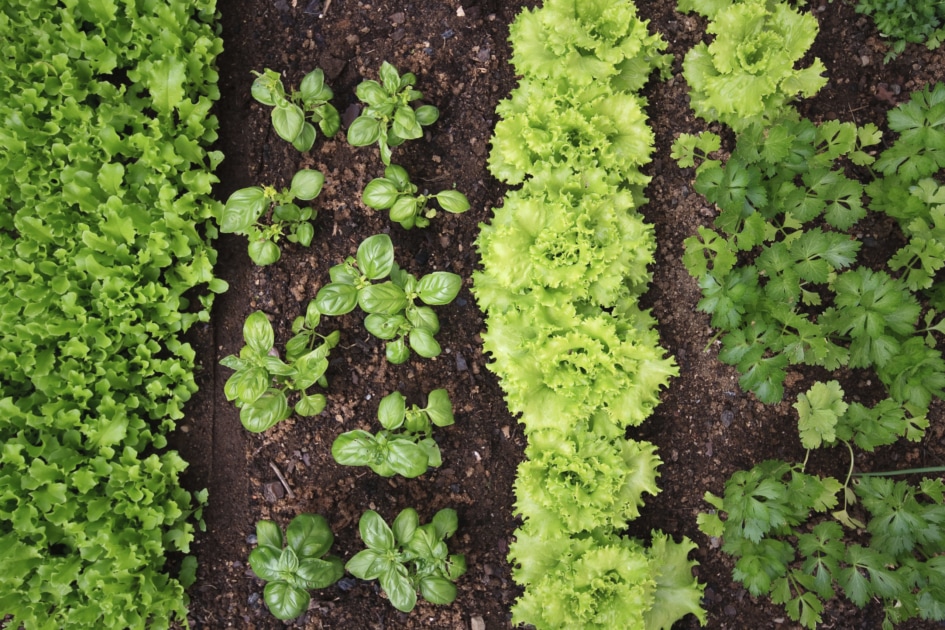 Companion planting - Garden