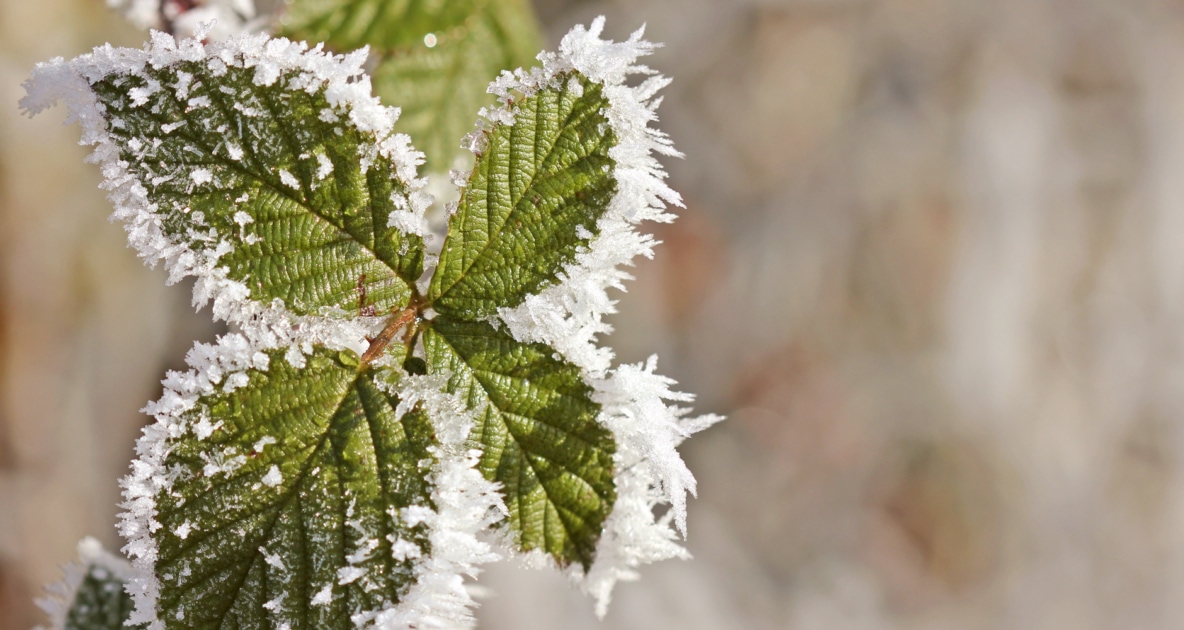Know Your Frost Types? Farmers' Almanac Plan Your Day. Grow Your Life.
