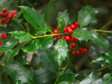 Holiday Plants: How Safe Are They? featured image