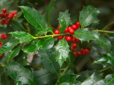 Holiday Plants: How Safe Are They? featured image