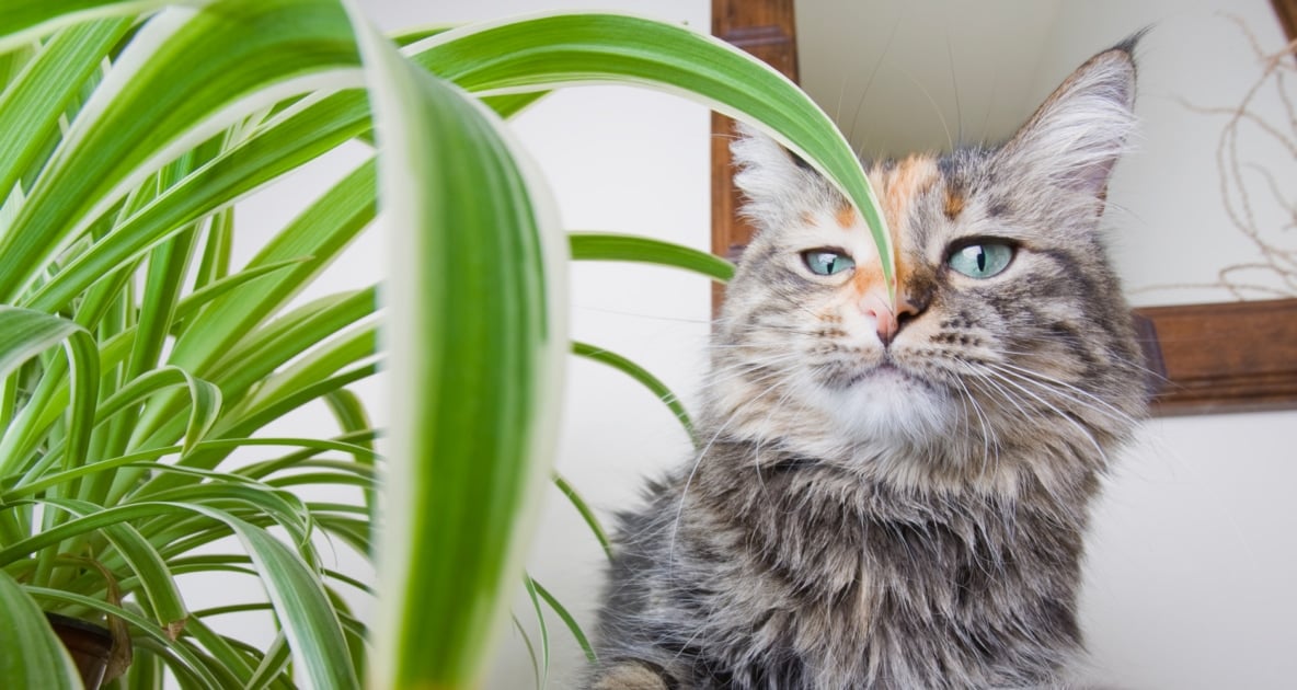 Poisonous Plants for Pets, Cats & Dogs