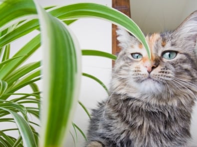 30 Common Houseplants From A-Z That Are Toxic To Pets featured image